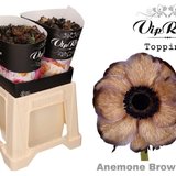 Anemona vip brownies